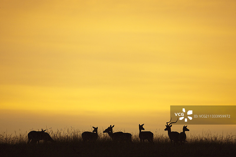 黎明时分马赛马拉大草原上的雄性和后宫黑斑羚图片素材