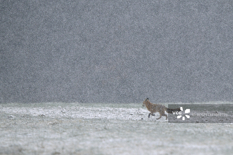 红狐在法国孚日的雪地上奔跑图片素材