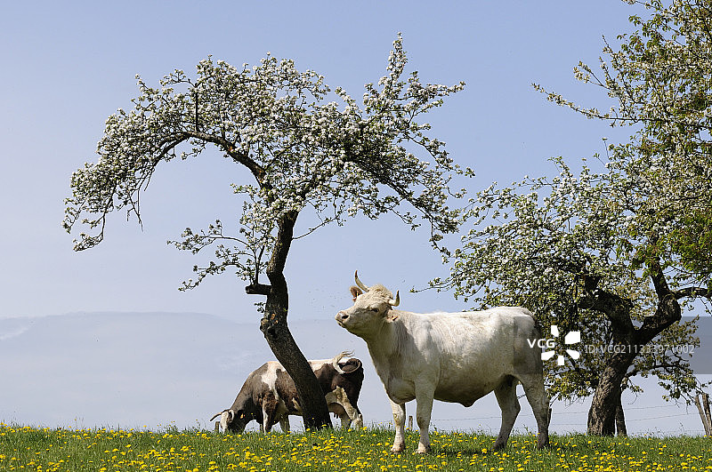 Charolaise Cow和Cherry blossom Franche-Comte France图片素材