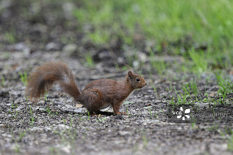 六月，欧亚红松鼠在一条小路上排便图片素材