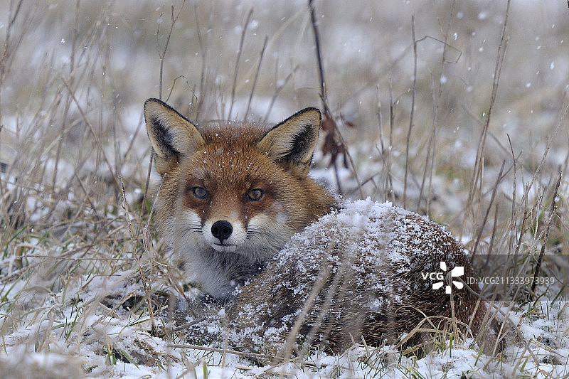 雪地里的红狐——法国图片素材