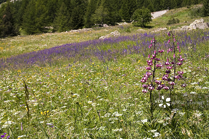 在法国阿尔卑斯山脉的乌巴耶山脉的草地上的里斯·马尔塔贡图片素材