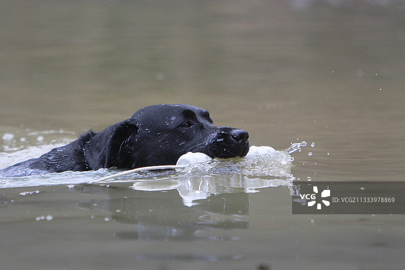 对游泳有贡献的拉布拉多寻回犬图片素材