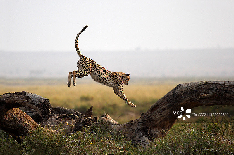 猎豹从躺在肯尼亚安博塞利的树干上跳下来图片素材