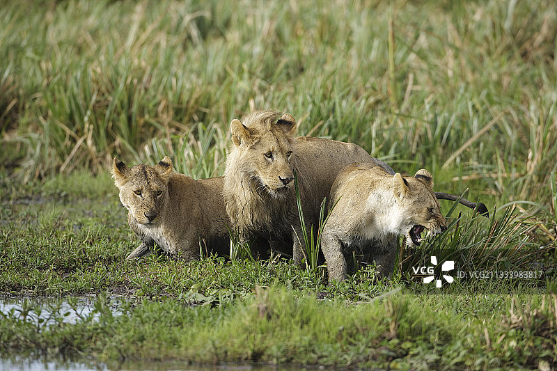 肯尼亚马赛马拉沼泽的年轻狮子图片素材
