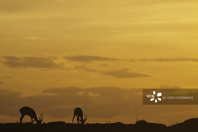 在肯尼亚马赛马拉的日落放牧的雄性黑斑羚图片素材