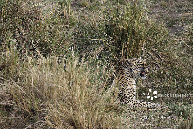 肯尼亚马赛马拉草上的母豹图片素材