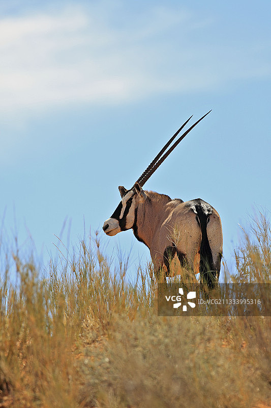 南非Kgalagadi沙丘上的大羚羊图片素材