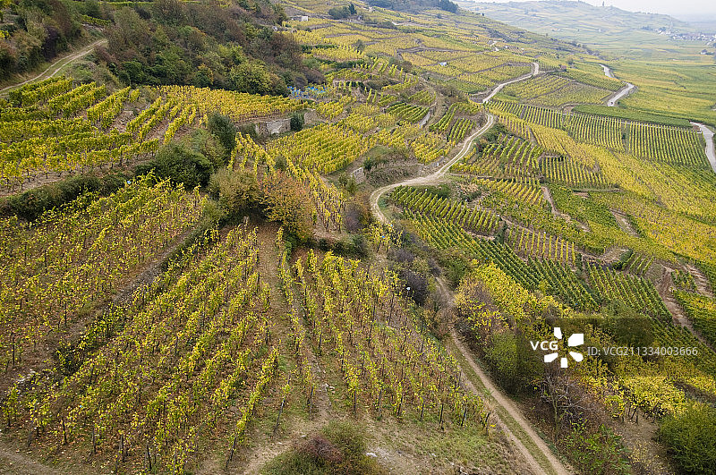 葡萄园在秋天的法国阿尔萨斯葡萄酒路图片素材