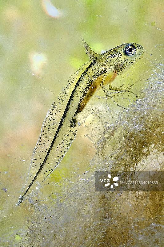 法国普雷里富松池塘中的冠蝾螈幼虫图片素材