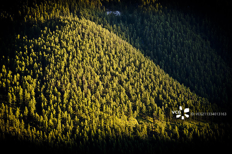 法国阿尔卑斯山乌巴耶落叶松谷森林图片素材