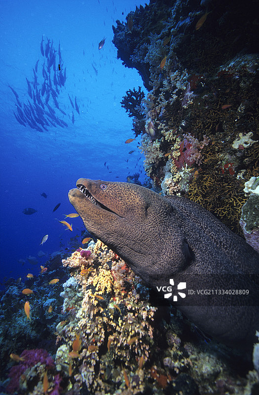埃及红海中的巨型海鳗图片素材