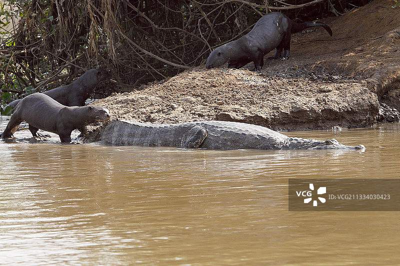 凯门鳄和巨型水獭在巴西潘塔纳尔水域图片素材