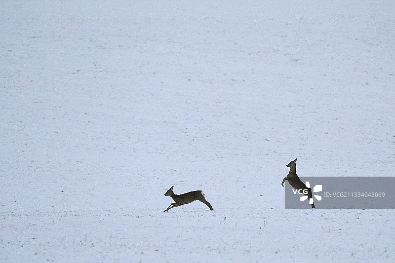 在法国孚日雪原上奔跑的狍鹿图片素材