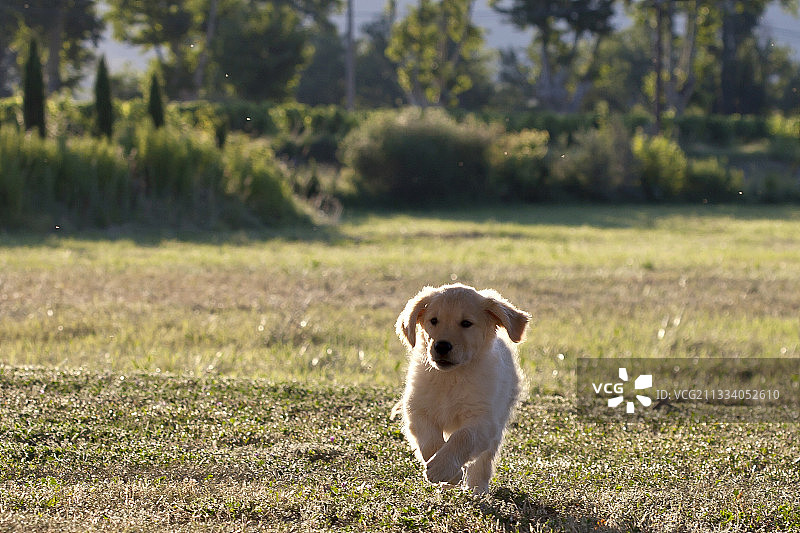 在法国草地上奔跑的金毛猎犬小狗图片素材