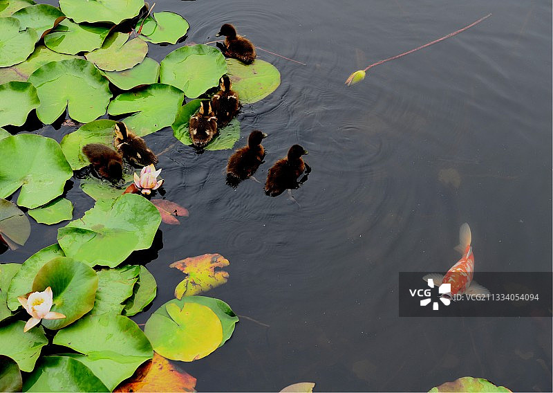 山东枣庄微山湖湿地公园内的野鸭子和锦鲤图片素材