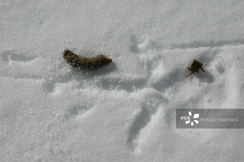 瑞士雪地里的羊草的粪便和痕迹图片素材