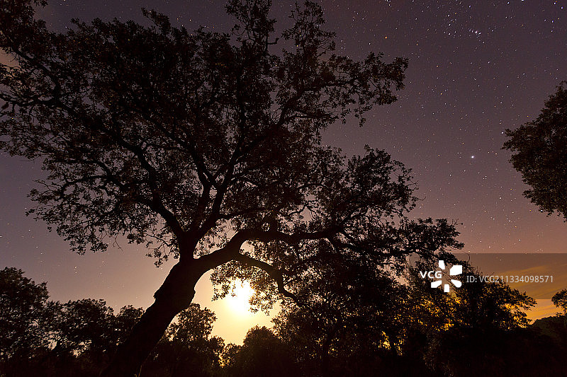西班牙安达卢西亚阿拉塞纳自然公园夜晚的冬青橡树图片素材