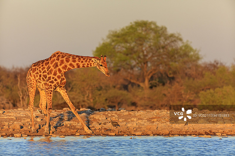 长颈鹿在水的边缘喝Etosha纳米比亚图片素材