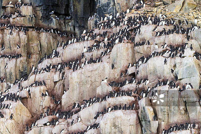 在悬崖Alkefjellet斯瓦尔巴群岛的海鸠和海鸥图片素材