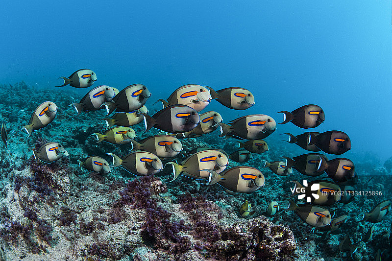 法属波利尼西亚塔希提岛暗礁上的橘耳刺尾鱼图片素材