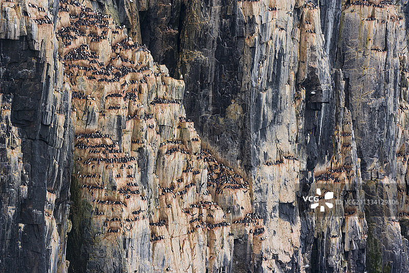 悬崖上的厚喙鸦群-斯瓦尔巴群岛图片素材