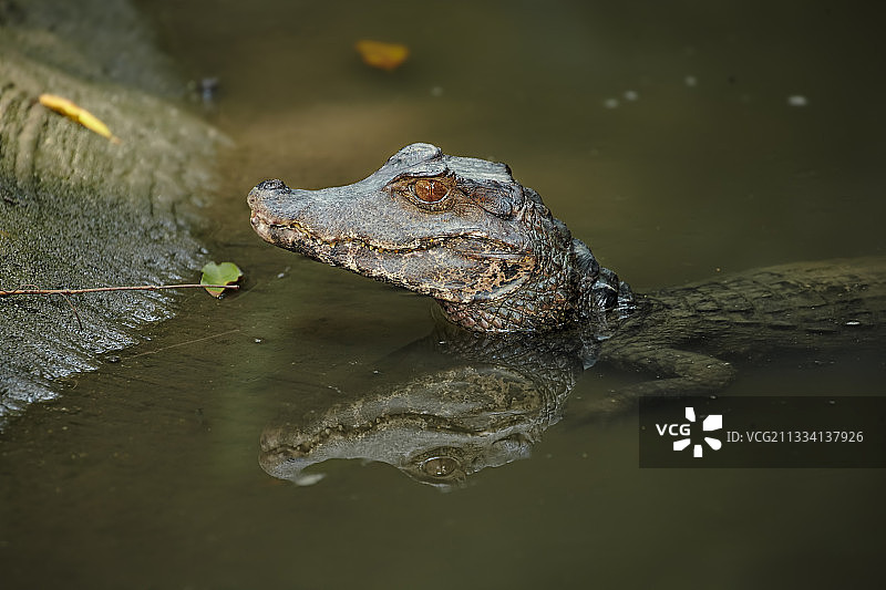 居维叶的矮开曼在水中-新加坡动物园图片素材