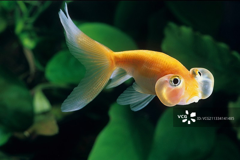 金鱼“泡泡眼”图片素材