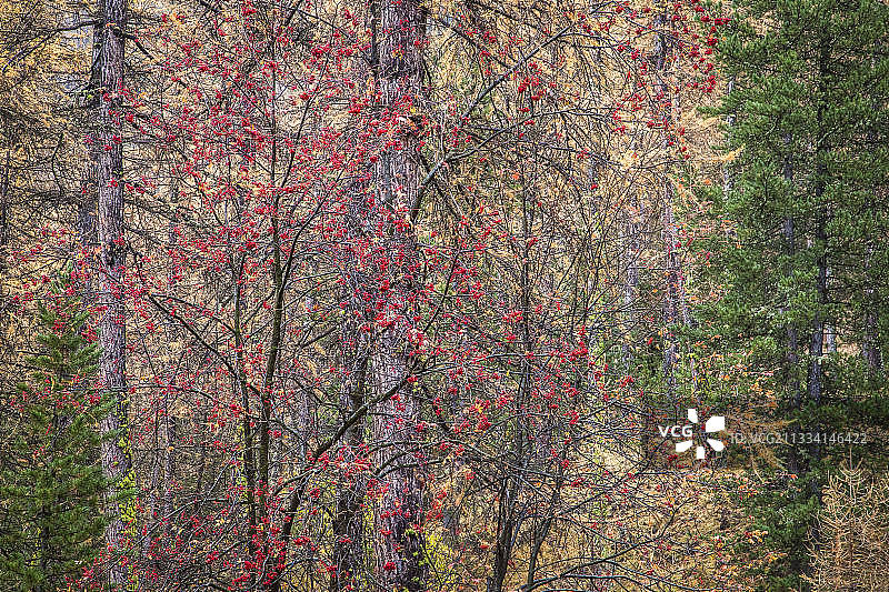 罗文落叶松和冷杉秋天-乌巴耶阿尔卑斯法国图片素材