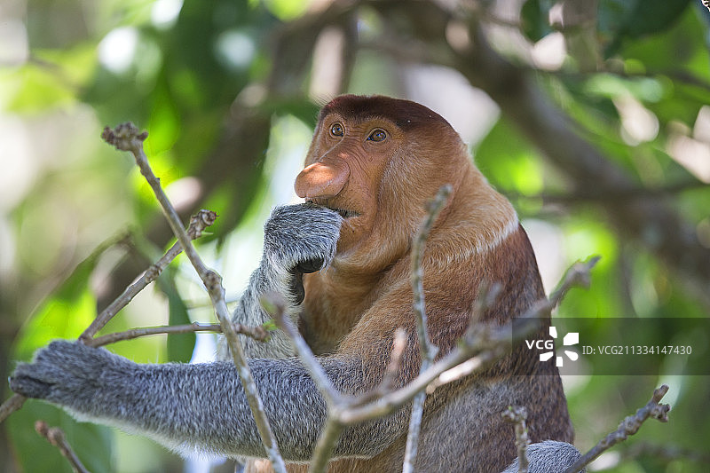 长鼻猴在森林里吃东西的肖像-马来西亚巴科图片素材