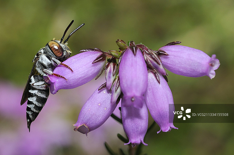 布谷鸟蜂在苏格兰荒原-法国阿基坦图片素材