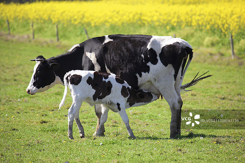 春天，普里姆荷尔斯泰因奶牛和小牛在草地上哺乳图片素材