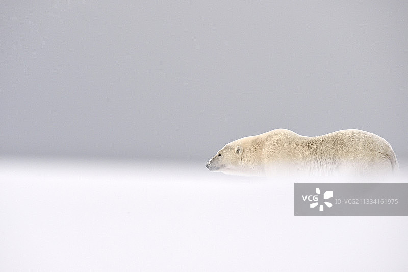 北极熊在雪中行走-阿拉斯加巴特岛图片素材