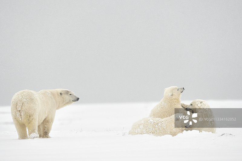 北极熊和幼崽在雪-阿拉斯加易货岛图片素材