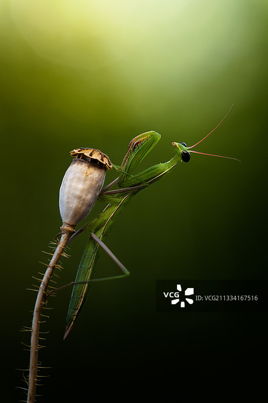 一只黑眼睛的年轻螳螂为了更好地观察摄影师而扭曲身体。图片素材