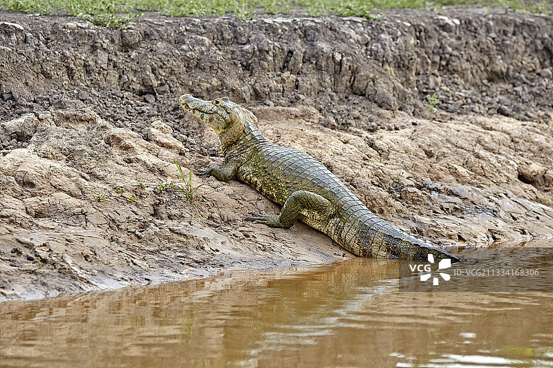 Yacare凯门鳄在河边休息-潘塔纳尔巴西图片素材