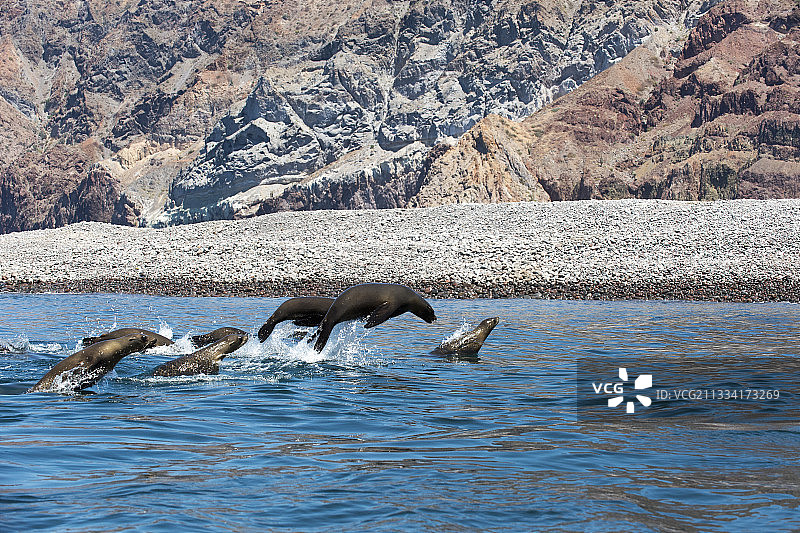 加利福尼亚海狮冲浪-加利福尼亚湾图片素材