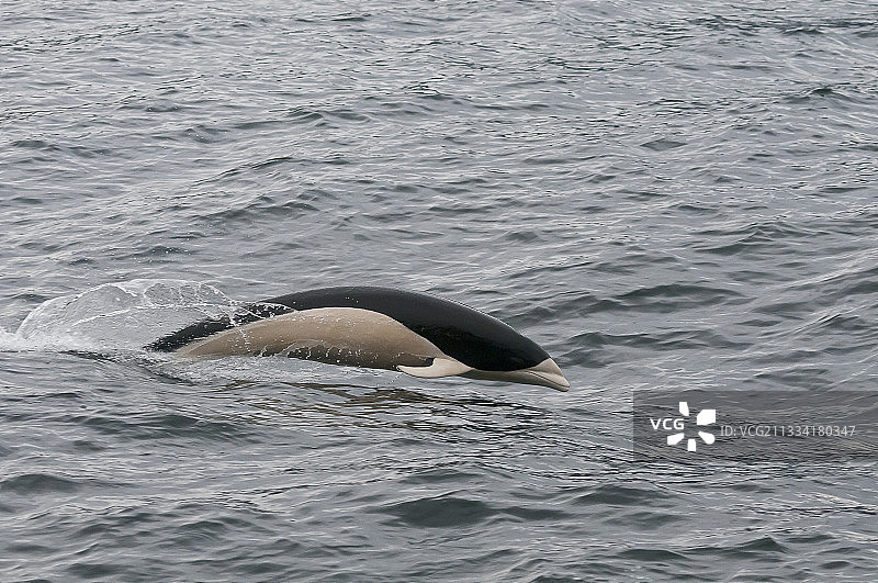 南露脊鲸海豚-阿根廷比格尔海峡图片素材