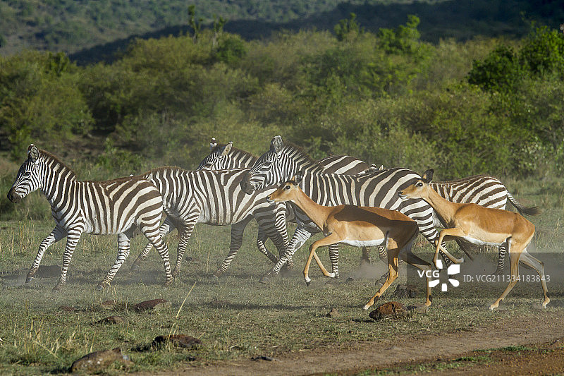 格兰特的斑马和黑斑羚奔跑-肯尼亚马赛马拉图片素材