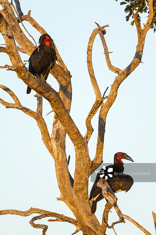 树上的犀鸟-博茨瓦纳萨乌提丘比图片素材