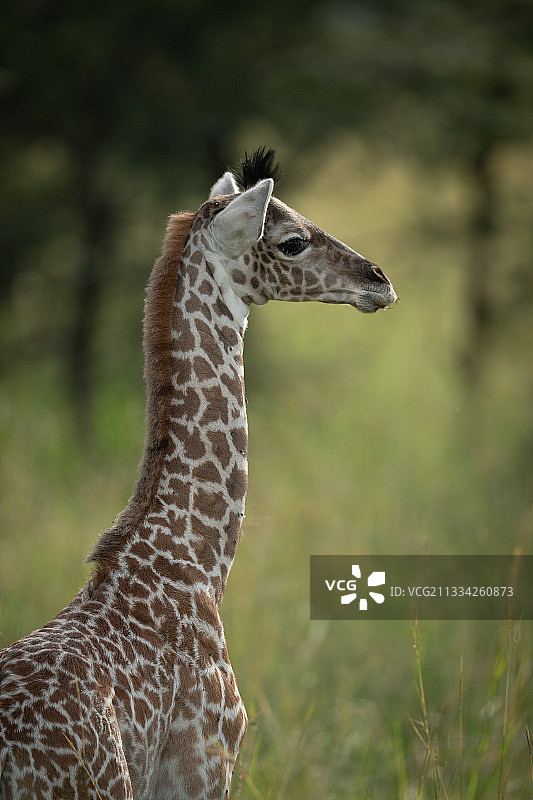 侧面的长颈鹿看远了，而站在树，纳洛克，马赛马拉，肯尼亚图片素材
