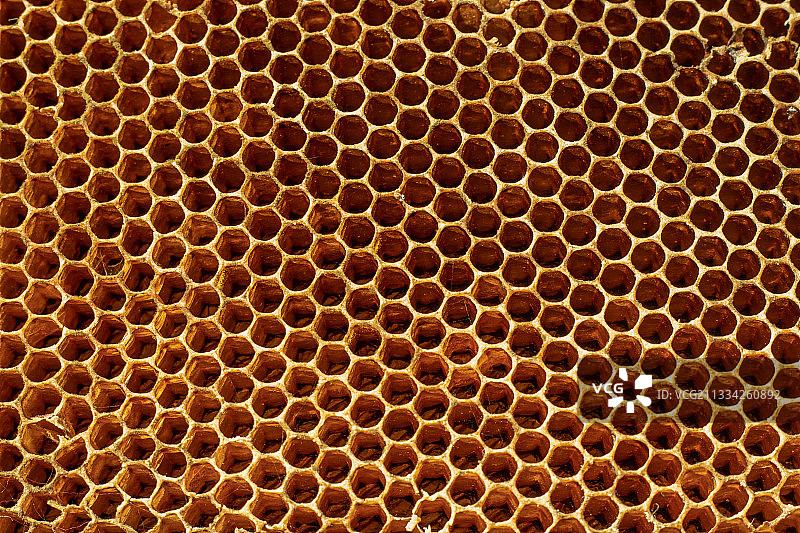 孟加拉国蜂巢的全框拍摄图片素材