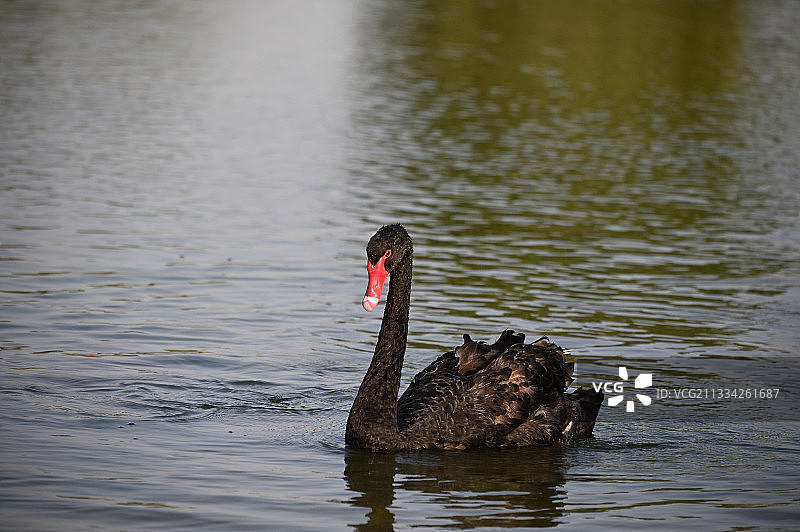 一只黑天鹅在湖里游泳图片素材