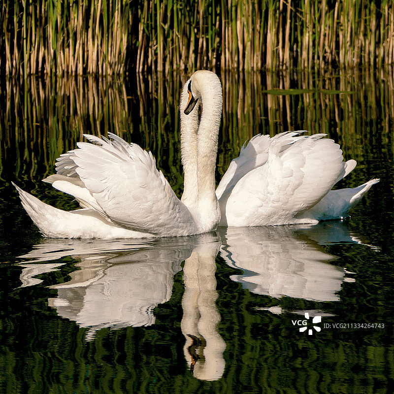 沉默的天鹅在湖里游泳的特写图片素材
