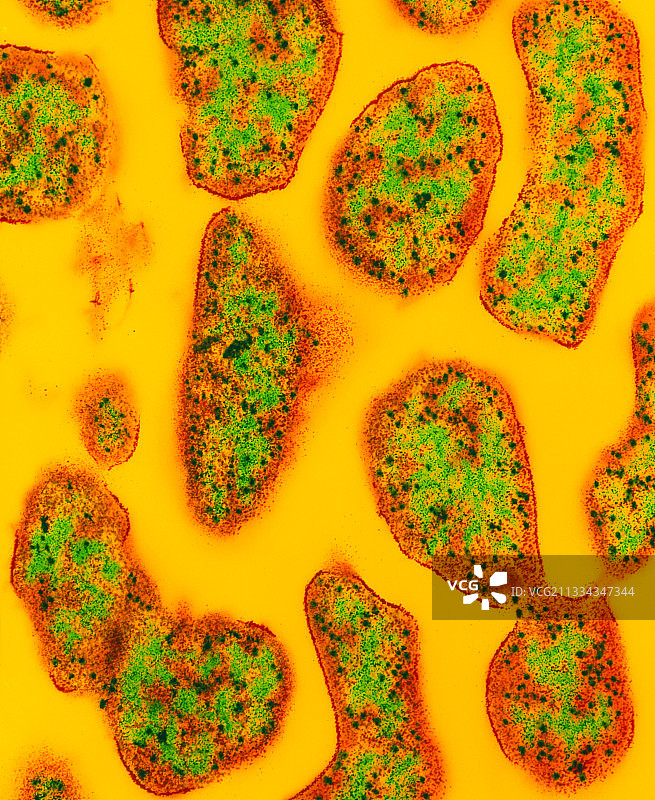 Methanococcoides极端微生物古生菌图片素材
