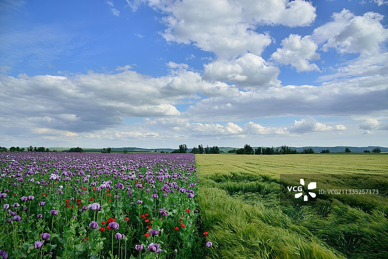 在天空的映衬下，观赏田野上的开花植物图片素材
