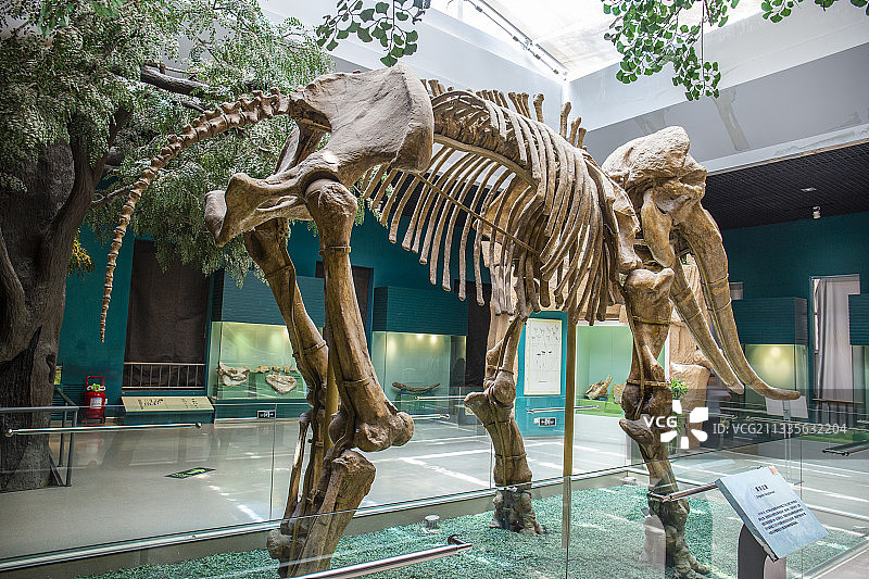 甘肃省博物馆中展示出来的远古猛犸象化石骨架图片素材