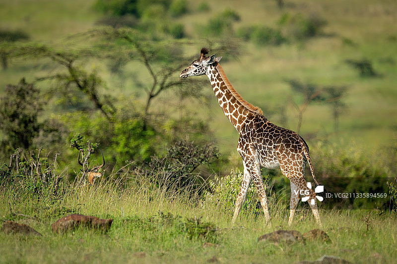 侧面拍摄的长颈鹿走过田野，纳洛克，马赛马拉，肯尼亚图片素材