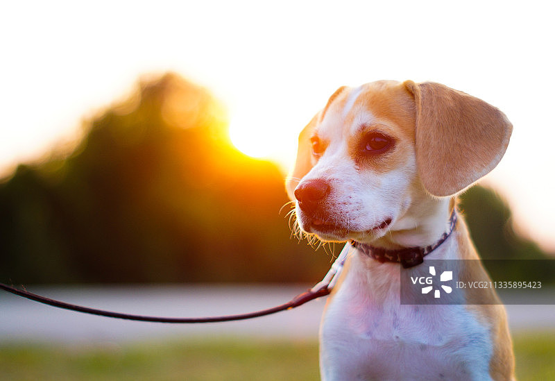 小猎犬在日落时仰望天空的特写图片素材
