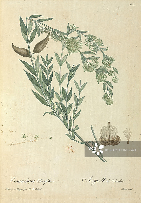 埃及黄花，19世纪图片素材